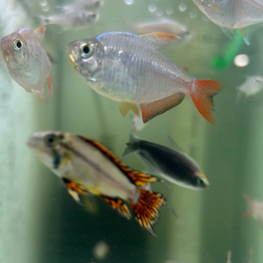 Colombian Red/blue Tetra (Hyphessobrycon columbianus)