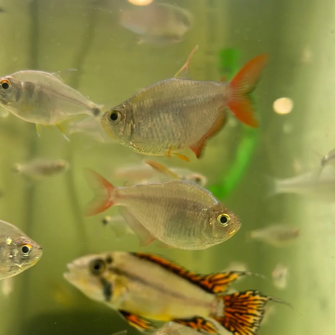 Colombian Red/blue Tetra (Hyphessobrycon columbianus)