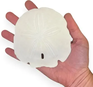 Tumbler Home Large Sand Dollars for Crafts, Real Sand Dollars 4" inch, 5 Pack, Extra Large Shells for Crafts, Christmas Ornaments, Wedding Decorations, Beach Decor and More